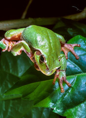 European tree frog (Hyla arborea), tree frog on green leaves