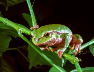 European tree frog (Hyla arborea), tree frog on green leaves