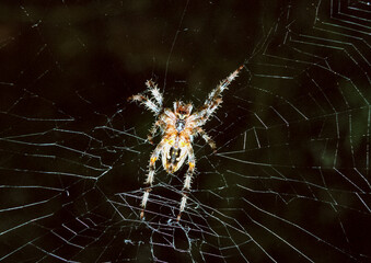 European garden spider (Araneus diadematus), spider on a hunting web from the abdomen