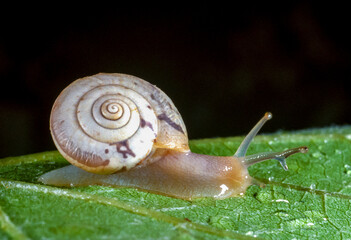 Monacha cartusiana - a mollusk with a parasite in a growth on the eye crawls along a green leaf