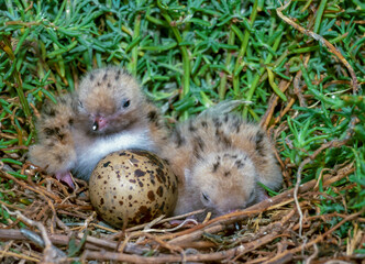 Lake tern chick with egg in a nest in the south of Ukraine