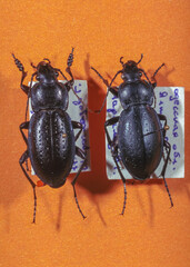 beetles on needles in the entomological collection in the museum, southern Ukraine
