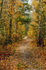 Old park. The trees are painted in autumn colors. Beauty of nature. Hiking. Walks in the open air.