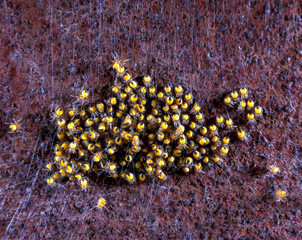 Yellow spiderlings, probably Araneus, or Garden Cross Spiders of the Orb Weaver family