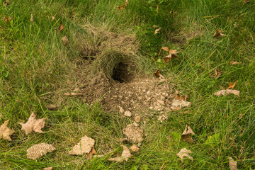 Underground Yellowjacket nest raided by wildlife