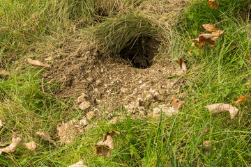 Underground Yellowjacket nest raided by wildlife