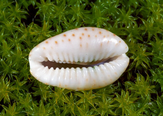 The shiny shell of the gastropod mollusc Cypraea sp.