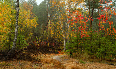 Old park. The trees are painted in autumn colors. Beauty of nature. Hiking. Walks in the open air.