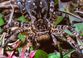 Lycosa singoriensis - a large spider living in vertical burrows in the ground