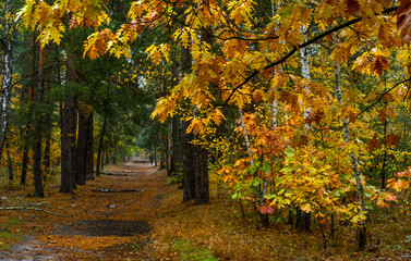 Naklejka premium Old park. The trees are painted in autumn colors. Beauty of nature. Hiking. Walks in the open air.