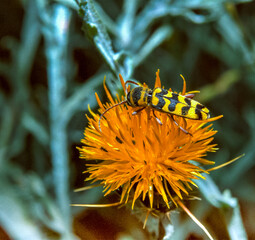 Obraz premium the longhorn beetle (Leptura quadrifasciata), yellow beetle with black stripes on a yellow flower