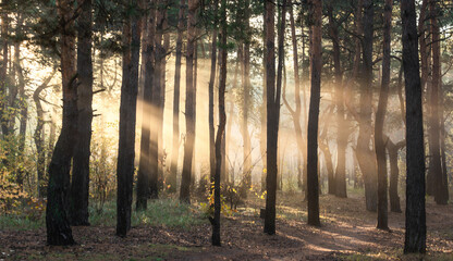 Obraz premium Sun rays play in the branches of trees. Autumn forest. Autumn colors. Morning. Walk in the woods.