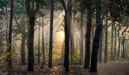 Fototapeta premium Sun rays play in the branches of trees. Autumn forest. Autumn colors. Morning. Walk in the woods.