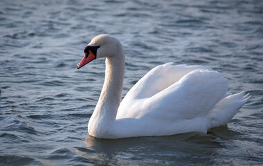 Obraz premium The mute swan (Cygnus olor), adult white swan in the sea in spring