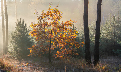 Fototapeta premium Sun rays play in the branches of trees. Autumn forest. Autumn colors. Morning. Walk in the woods.