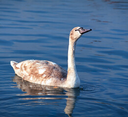 The mute swan (Cygnus olor), young swans with gray plumage swim in the sea in spring