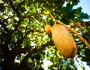 Close up of the striking decorative fruit of the African Sausage Tree (Kigelia africana)
