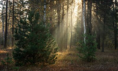 Fototapeta premium Sun rays play in the branches of trees. Autumn forest. Autumn colors. Morning. Walk in the woods.