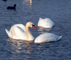 Fototapeta premium The mute swan (Cygnus olor), a group of adult white swans swim in the sea in spring