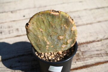kaktus opuncja opuntia orbiculata