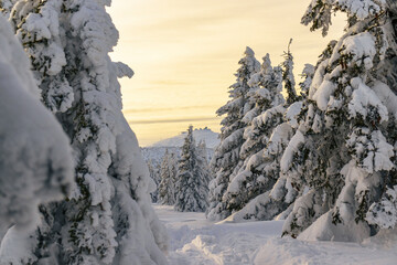 Magiczny Zimowy Krajobraz: Śnieżka w Karkonoszach - obrazy, fototapety, plakaty