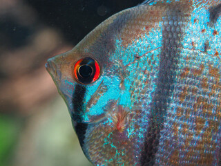close up of a fish
