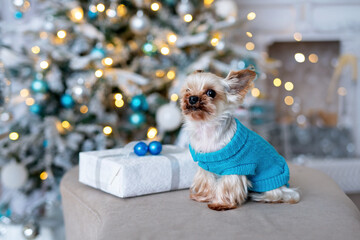 Fototapeta na wymiar Yorkshire terrier in blue sweater near Christmas tree.