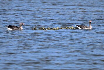 Grauganspaar mit vielen Jungen