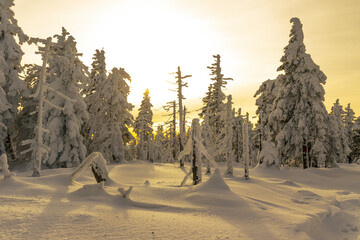 Zimowy, zmrożony, biały las pełen śniegu w górach w Karkonoszach, o zachodzie słońca - obrazy, fototapety, plakaty