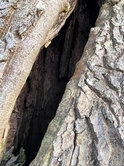 bark of a tree