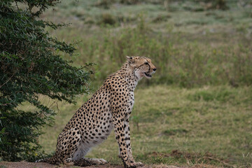 Gepard in der Savanne im Nationalpark Tsavo Ost und Tsavo West