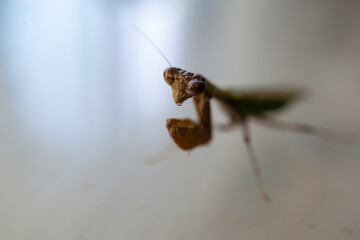 praying mantis on the ground
