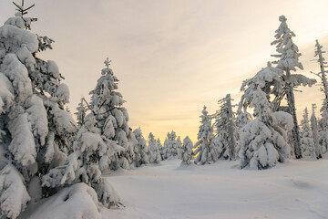 Zimowy, zmrożony, biały las pełen śniegu w górach w Karkonoszach, o zachodzie słońca