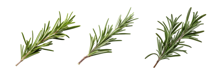 Set of fragrant pieces of rosemary, cut out - stock png.