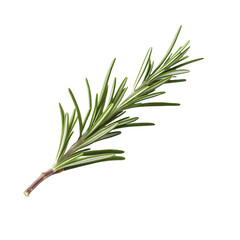 Fototapeta premium Close-up of a fragrant piece of rosemary, cut out - stock png.