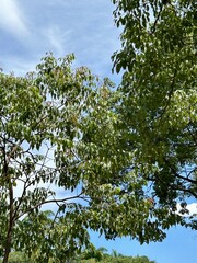 tree and sky