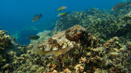 Common cuttlefish or European common cuttlefish (Sepia officinalis) undersea, Aegean Sea, Greece, Halkidiki
