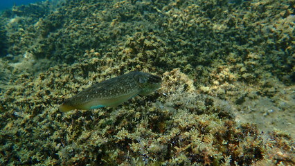 Common cuttlefish or European common cuttlefish (Sepia officinalis) undersea, Aegean Sea, Greece, Halkidiki