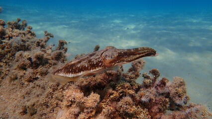 Common cuttlefish or European common cuttlefish (Sepia officinalis) undersea, Aegean Sea, Greece,...