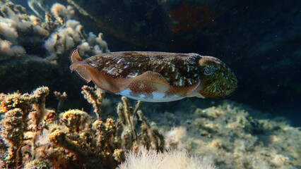 Common cuttlefish or European common cuttlefish (Sepia officinalis) undersea, Aegean Sea, Greece, Halkidiki