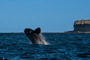 Fototapeta premium Sohutern right whale jumping, endangered species, Patagonia,Argentina