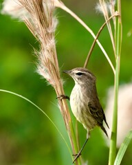 Palm Warbler on Marsh Reed
