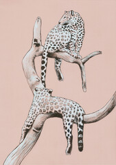 Leopards on a pink background