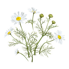 Yarrow flower. Medicinal plant isolated on white background. Achillea Millefolium. Vector hand drawn herb illustration. 
