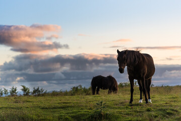 horse in the field evening sun Tasmania, Australia