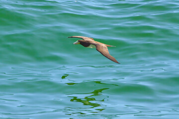 Rio de Janeiro, RJ, Brazil, 12/06/2023 - A brown booby (Sula leucogaster) flies near the water over the sea at Ipanema Beach