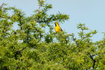 Fototapeta premium Yellow Cardinal, Gubernatrix cristata, Endangered species in La Pampa, Argentina