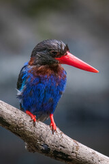 The Javan kingfisher is a bird endemic to the island of Java in Indonesia. This time I am...