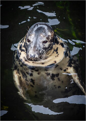 Cornish Seal Sanctuary Seal
