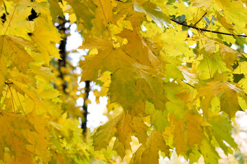 Naklejka na ściany i meble Autumn. Yellow maple leaves on a tree